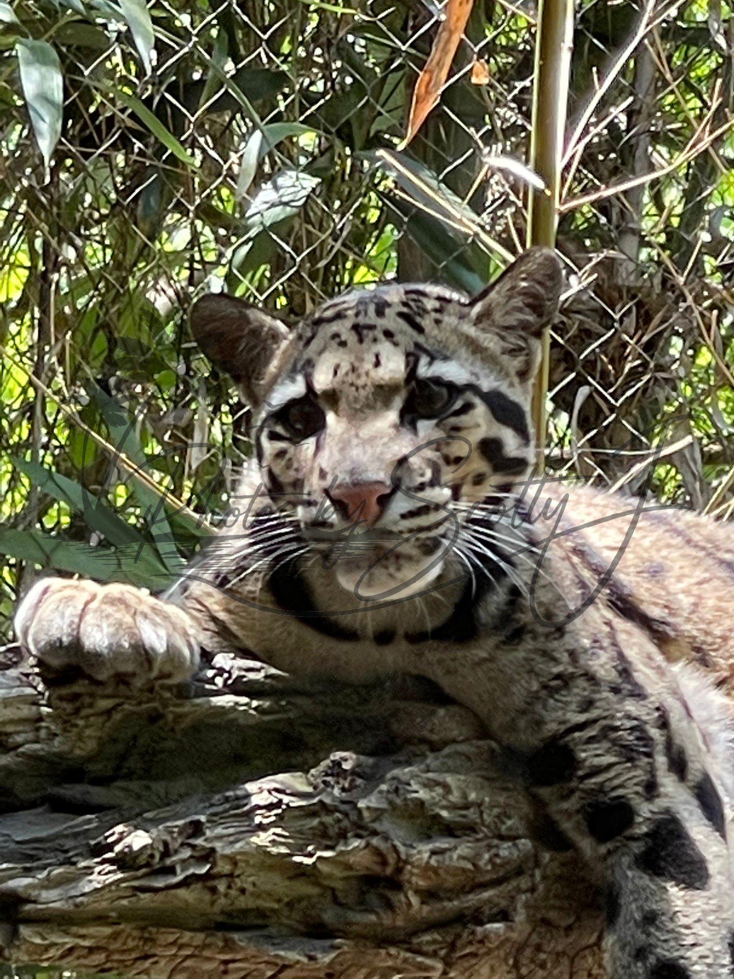 Clouded Leopard at the Nashville Zoo