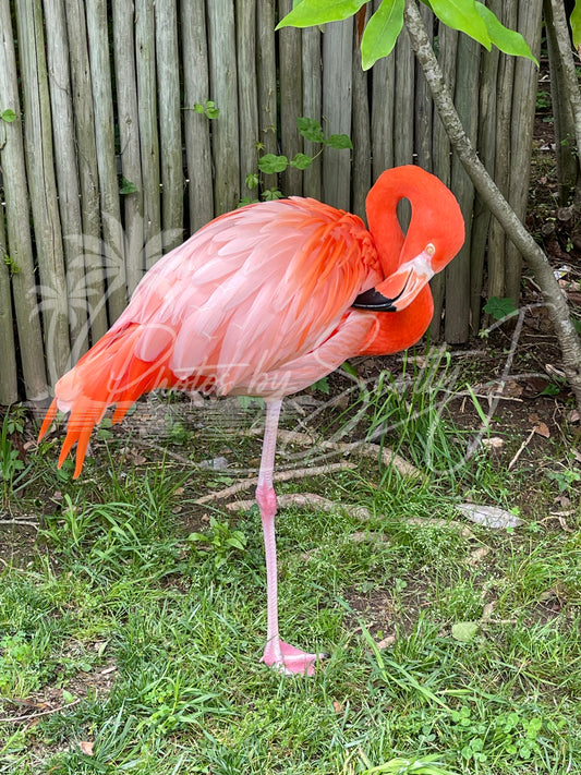 Flamingo at the Nashville Zoo