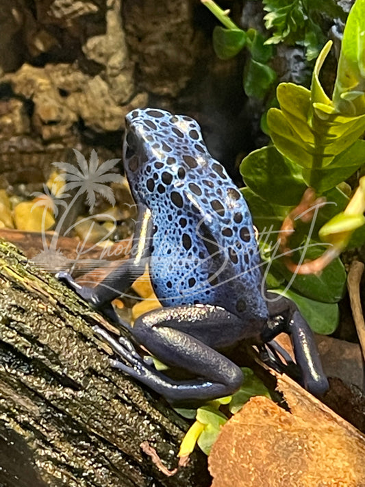 Blue Poison Dart Frog at the Nashville Zoo