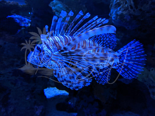 Lion Fish at Ripley's Aquarium in Gatlinburg, TN