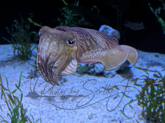 Fish at Ripley's Aquarium in Gatlinburg, TN