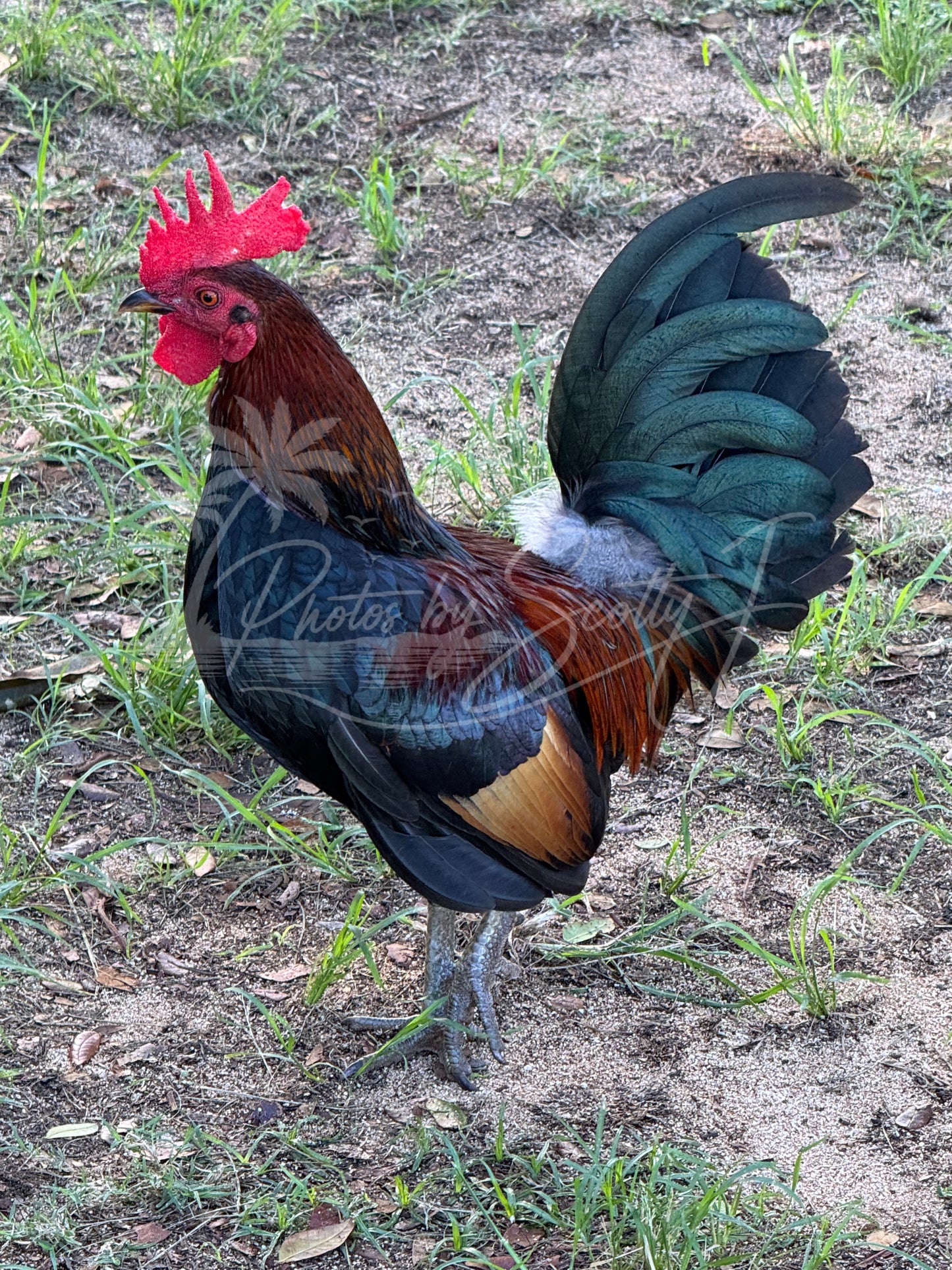 Rooster in Honolulu, Hawaii